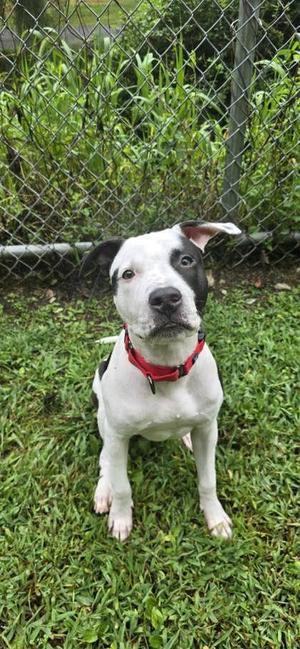 Hearty, Pit Bull Terrier, young, available for adoption