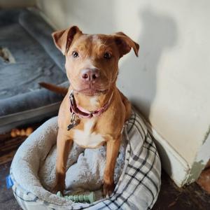 Dana, Vizsla, adult, available for adoption
