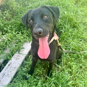 Goofy Goober FC HJ, Retriever, Black Labrador, adult, available for adoption