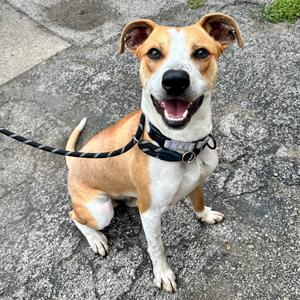 Earl K20, Mixed Breed (Large), adult, available for adoption