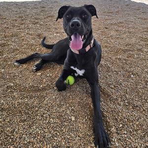 A black dog with its tongue out is lying on a gravel surface with a tennis ball near its paw.