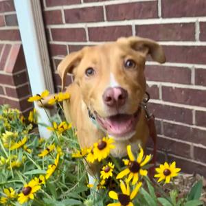 Gibby K8, Mixed Breed (Large), puppy, available for adoption