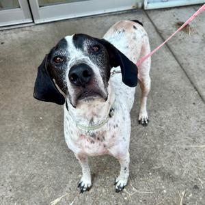 A black and white dog with a spotted coat standing on a concrete surface, wearing a pink leash.
