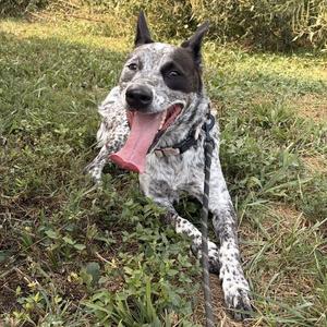 Chugga Lugga K8, Cattle Dog, Australian (Blue Heeler), adult, available for adoption
