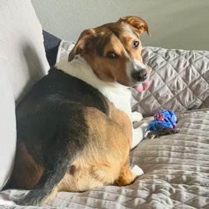 Elise FC TM, Hound, adult, available for adoption