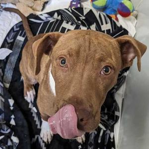 James K 10, Mixed Breed (Medium), young, available for adoption