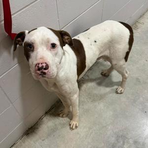 A white and brown dog with a red collar standing in a concrete room.