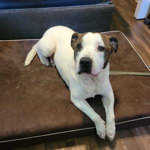 Bailey FC AB, Mixed Breed (Large), adult, available for adoption