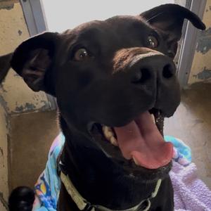 7-11 K3, Mixed Breed (Medium), adult, available for adoption