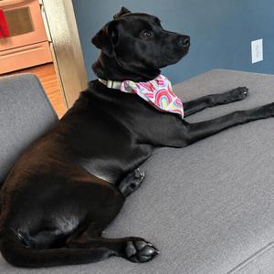 7-11 FC JS, Mixed Breed (Medium), adult, available for adoption