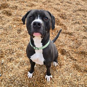 Maliketh K14, Mixed Breed (Large), adult, available for adoption