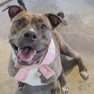A brindle pit bull dog wearing a pink bow, looking up with its mouth open and tongue out.