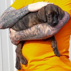 Busch DI 4, Hound, Plott, puppy, available for adoption