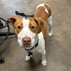 Jenkins FC BH, Hound, adult, available for adoption