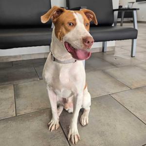 A brown and white dog sitting on a tiled floor with its tongue out, looking towards the camera.