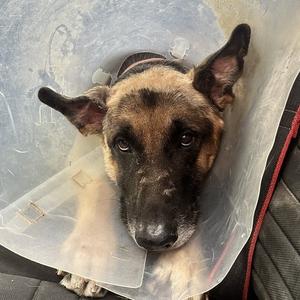 Frank FC AM, Shepherd, German, adult, available for adoption