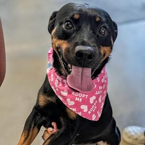 Emoticon- Office, Mixed Breed (Medium), adult, available for adoption