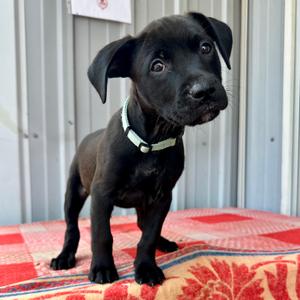 Bosco PR3, Terrier, Pit Bull, puppy, available for adoption