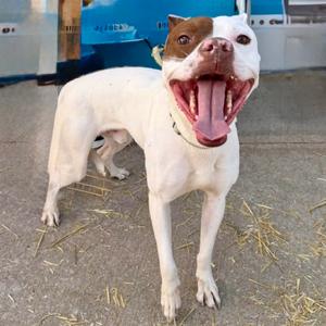 Maximus The Gladiator ER, Terrier, American Pit Bull, adult, available for adoption