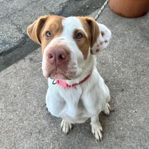 A brown and white dog with floppy ears and a pink collar is sitting on a concrete surface, looking up at the camera.