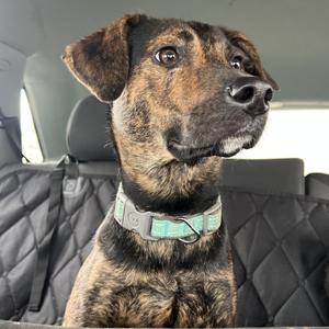 Minnow K4, Mountain Cur, adult, available for adoption