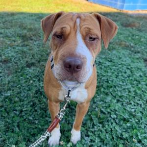Loreal PR 2, Mixed Breed (Medium), adult, available for adoption