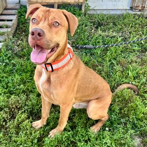 Hooch KO 1, Mixed Breed (Large), adult, available for adoption