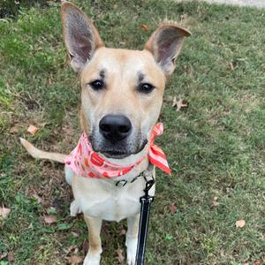A light brown dog with a red bandana around its neck, sitting on grass.