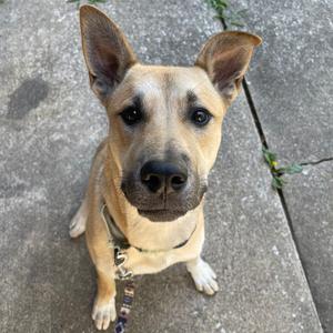 A tan and black dog with pointed ears sits on a concrete surface, looking up at the camera.