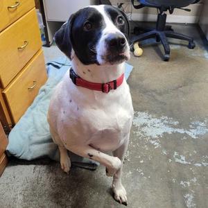 Ares Office, Retriever, Black Labrador, adult, available for adoption