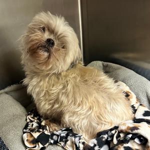 Gertie FC LN, Shih Tzu, senior, available for adoption