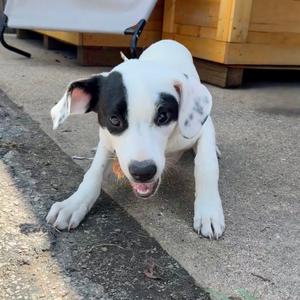 Lapis lazuli K6, Mixed Breed (Large), puppy, available for adoption