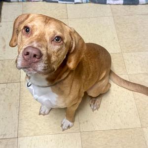 Brock PR Floor Crate, Mixed Breed (Medium), adult, available for adoption