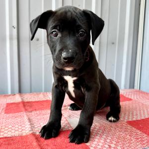 Momo PR2, Terrier, Pit Bull, puppy, available for adoption