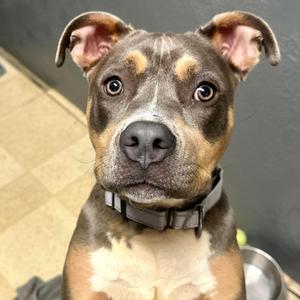Mother Theresa K 13, Terrier, Pit Bull, adult, available for adoption