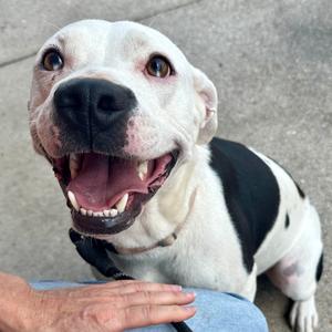 Chunk FC JH, Terrier, Pit Bull, adult, available for adoption