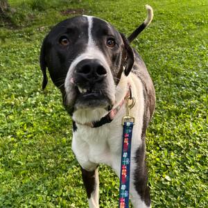 Moose Mellow K16, Pyrenees, Great, adult, available for adoption