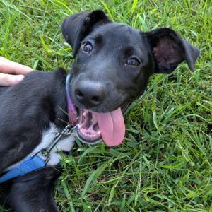 Canoodle K2, Mixed Breed (Medium), puppy, available for adoption