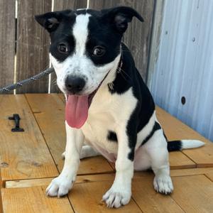 G.G K1, Mixed Breed (Large), puppy, available for adoption