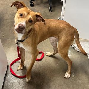 Jimbo K2, Hound, adult, available for adoption