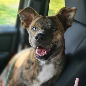 Barney ER, Mixed Breed (Medium), adult, available for adoption