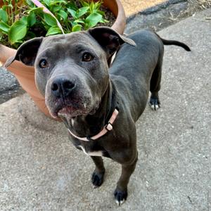 Cass K 21, Terrier, Pit Bull, adult, available for adoption