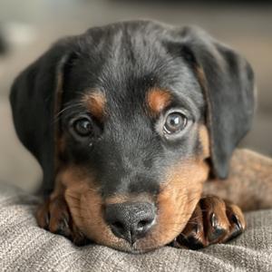 Heineken DI 6, Hound, Plott, puppy, available for adoption