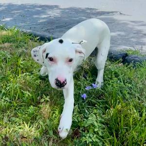 Geode FC LB, Mixed Breed (Large), puppy, available for adoption