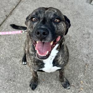 A happy dog with a black and white coat, wearing a pink leash, sitting on a concrete surface and looking up with its mouth open.