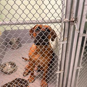 Winston, Mastiff, adult, available for adoption