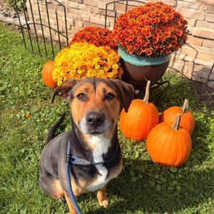 Angel, Shepherd, adult, available for adoption