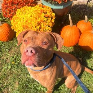 Annabelle, Pit Bull Terrier, young, available for adoption