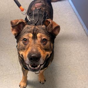 Thorin, Australian Cattle Dog / Blue Heeler / Mountain Cur, adult, available for adoption