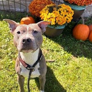Dolly, Pit Bull Terrier / American Staffordshire Terrier, young, available for adoption